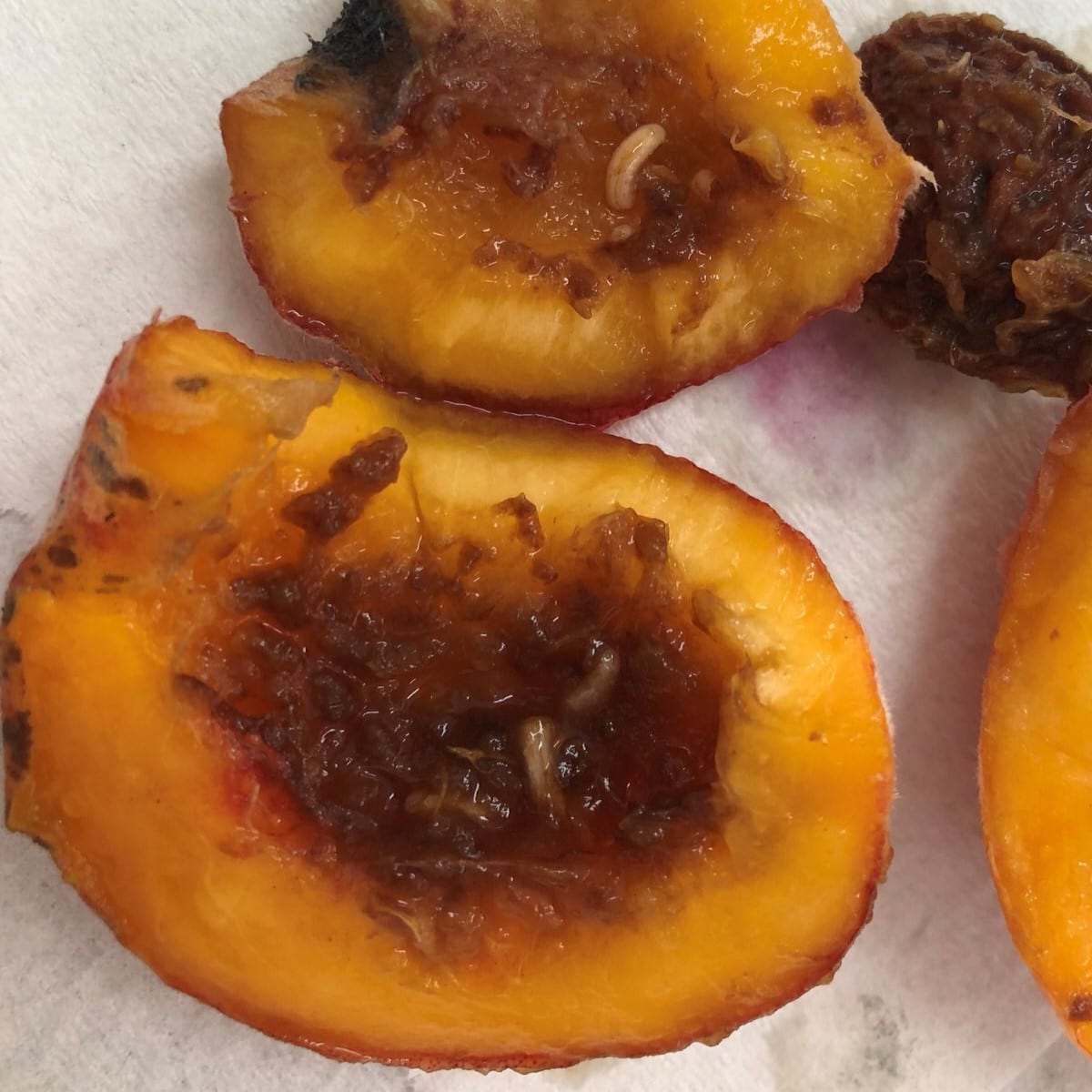 QFF laying eggs, credit Dr. John Golding QFF in peaches YV with stone_1