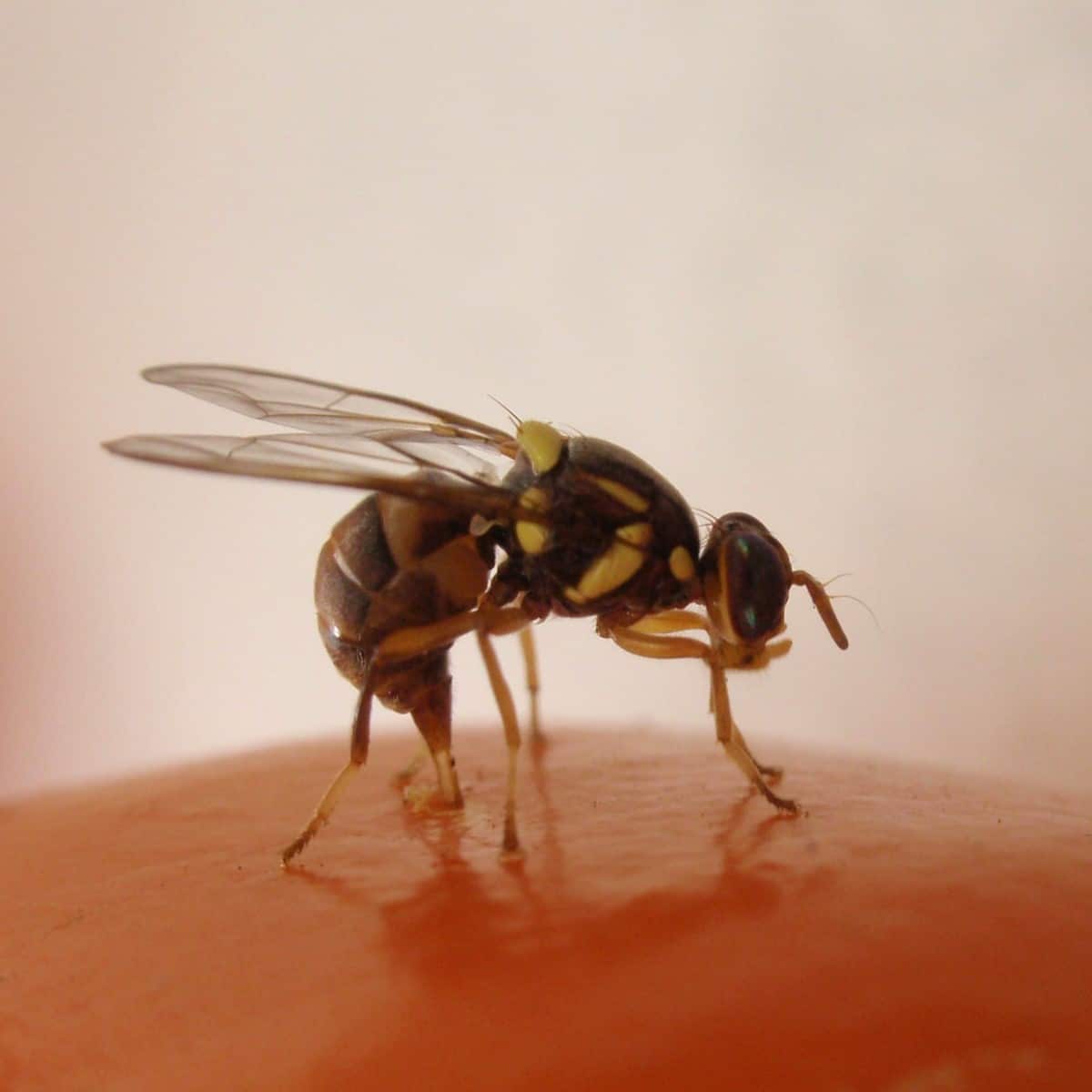 QFF laying eggs, credit Dr. John Golding